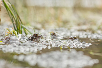 Red frog (Rana temporaria) next to eggs at breeding site in spring.