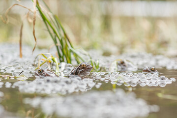 Red frog (Rana temporaria) next to eggs at breeding site in spring.