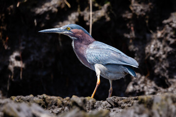 Fototapeta premium blue heron ardea cinerea