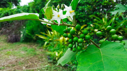 Close up Solanum violaceum with its leaves and branches