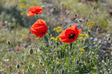 Obraz premium Red poppies. Large red poppy flowers in the field. Poppies on a field with green grass on a sunny summer day.