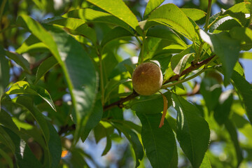 Green, young, ripening fruits of a peach tree on a branch on a sunny day. A ripening peach on a branch. Green peach fruits on a branch surrounded by green leaves.