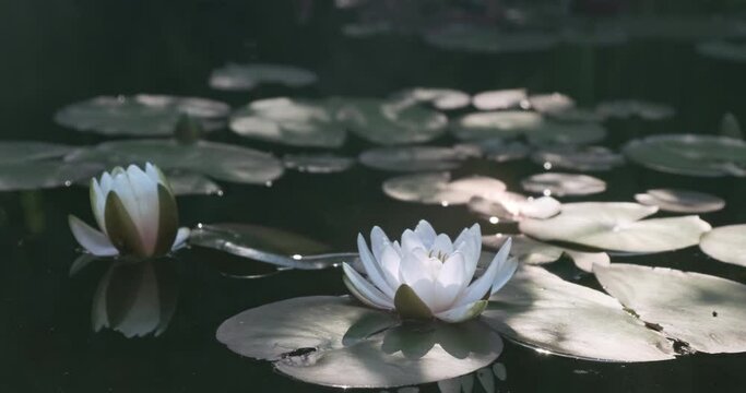 Beautiful white lily in lake water in sunny summer. Forest trees cast moving shadows. Blooming lotus flower natural background, large green leaves. Mysterious magical pond plant in nature. 4k footage