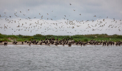 Shorebirds