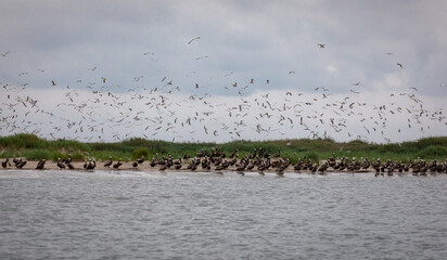 Shorebirds