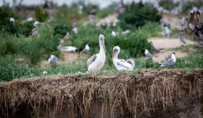 Shorebirds