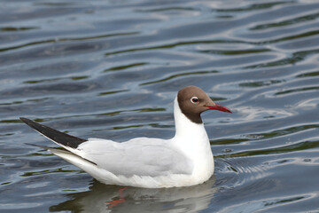 Black-headed gull close-up on the background of the pond. nature of wild birds