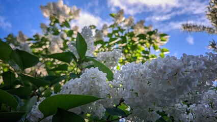 Blooming white lilac, surrounded by haze and halos. Vintage style.