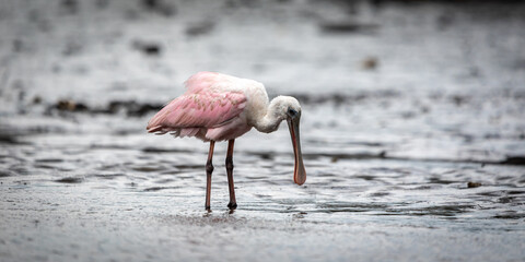 Spoonbill