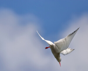 Common tern in flight against a blue sky. nature of wild birds