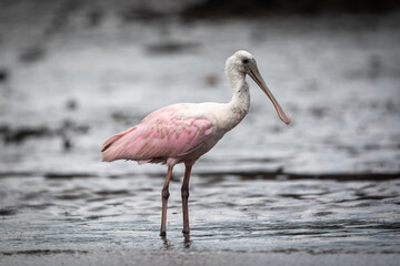 Spoonbill