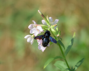A violet European carpenter bee, Xylocopa violacea, in flight and soaking up nectar of the wildflower common soapwort, Saponaria officinalis, Germany