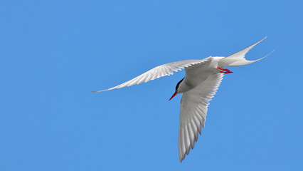 Common tern in flight against a blue sky. nature of wild birds