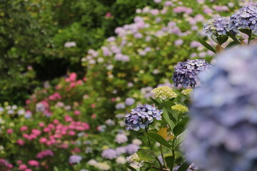梅雨時期の景色　美しい紫陽花の季節