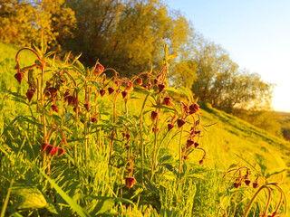 Water avens flowers close up on a hillside in the backlight of the sun. summer landscapes