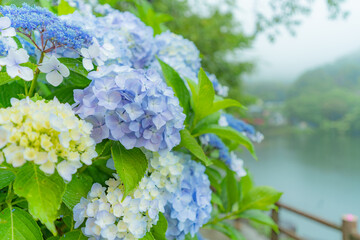 雨の日の紫陽花