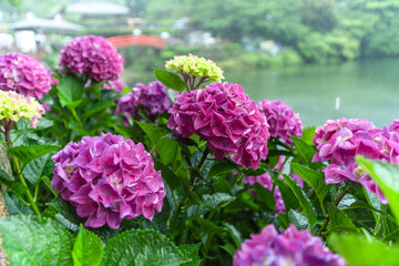 Obraz premium 雨の日の紫陽花