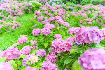 Obraz premium 雨の日の紫陽花
