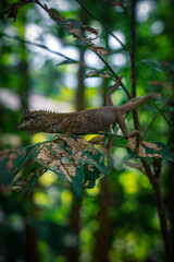 Fototapeta na wymiar lizard in a tree