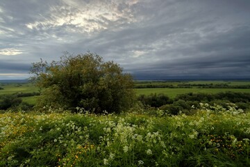 A lush willow bush on a green hillside against a cloudy evening sky. summer landscapes