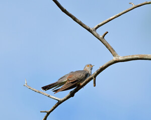 Cuckoo on the branches of a withered tree. nature of wild birds