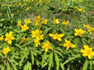 Obraz premium yellow flowers in spring