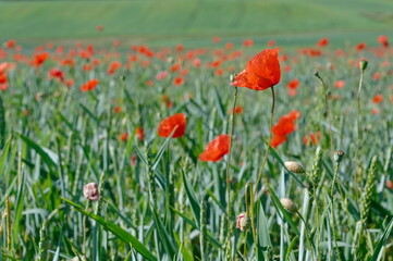 Mohn, Klatschmohn, Poppy, rote Mohnblumen im Getreidefeld