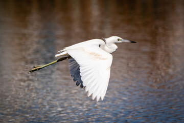 Egret