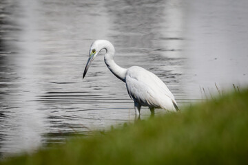 Egret