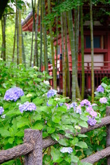 川越の街　喜多院に咲く紫陽花