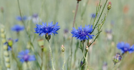 Kornblumen am Feldrand, Feld Wiese und Blumen, cornflower