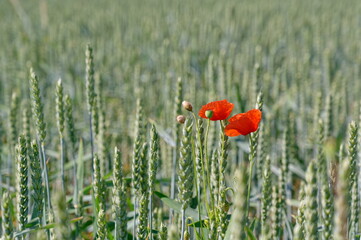 Fototapeta premium Mohn, Klatschmohn, Poppy, rote Mohnblumen am Feldrand