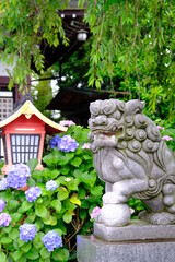 Fototapeta na wymiar 川越の街に咲く紫陽花と狛犬