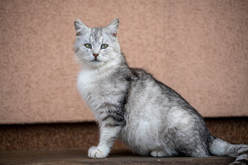 Beautiful portrait of scottish straight cat on a wooden bench. Grey striped scottish straight-eared...