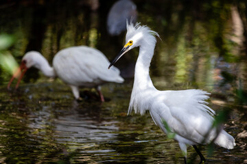 Lowcountry Life