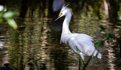 Lowcountry Life