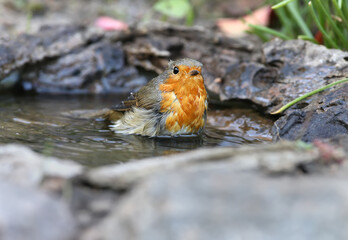 Extra close up portrait of a wet European robin (Erithacus rubecula) stands in a water on nice blurred background