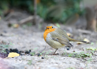 Extra close up portrait of an European robin (Erithacus rubecula) sits on a ground and look in the camera