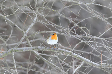 European robin (Erithacus rubecula) in beautiful soft  sunlight. .The identifications signs of the bird and the structure of the feathers are clearly visible.
