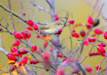 A common chiffchaff sitting on a branch of a wild rose bush surrounded by red berries