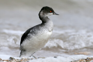 Black-necked grebe in winter plumage stands on the seashore in white foam