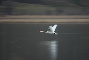 One white swan quickly flies over the frozen water on a blurred background