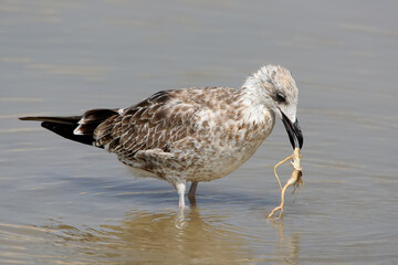 The young Caspian seagull holds the root of a water plant in its beak