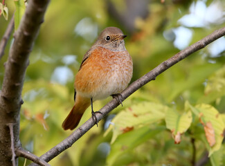The common redstart sits on the branches of the sweet cherry in the shadow of the leaves. Close-up photo