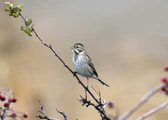 The common reed bunting (Emberiza schoeniclus) sits on a branch on blurred beige background