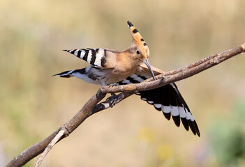 One hoopoe