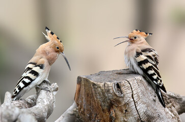 Two hoopoe (pair) sit on stumps and lek © VOLODYMYR KUCHERENKO