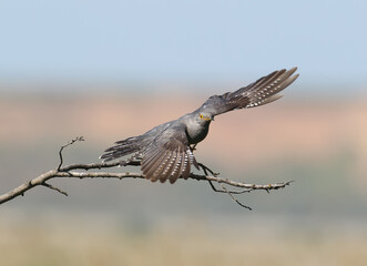 Common cuckoo take off from  horizontal branch on blurred beige-blue background