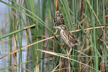 Bittern chicks waiting for their parents with food