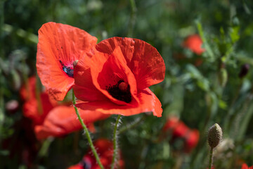 red poppies close-up